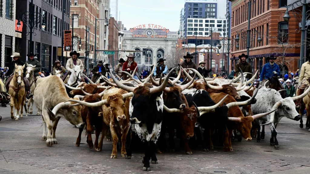 National western stock show in live action