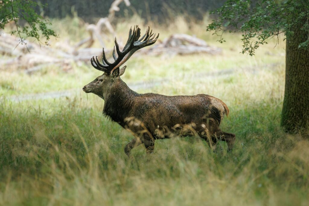 Rocky Mountain National Park Road Trip From Denver: A Family Guide 5 Heino eisner mcs07qpgsnq unsplash