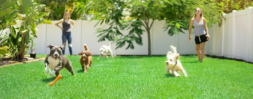 Dogs playing off-leash in a fenced yard at a pet-friendly colorado vacation rental