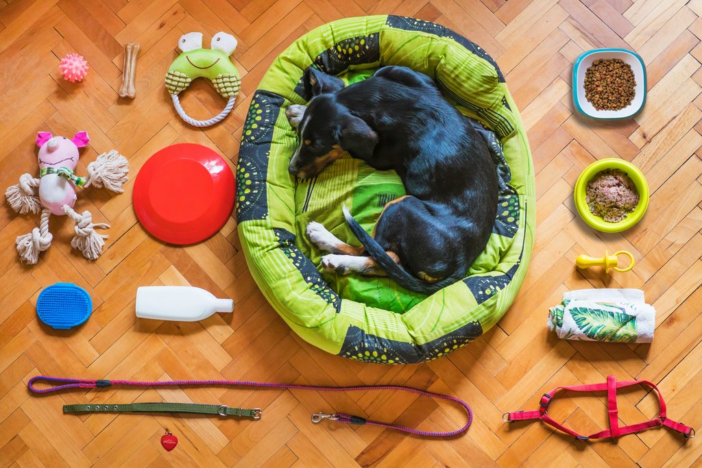 Packing essentials for a pet-friendly cabin trip near denver: leash, bed, bowl, and toys
